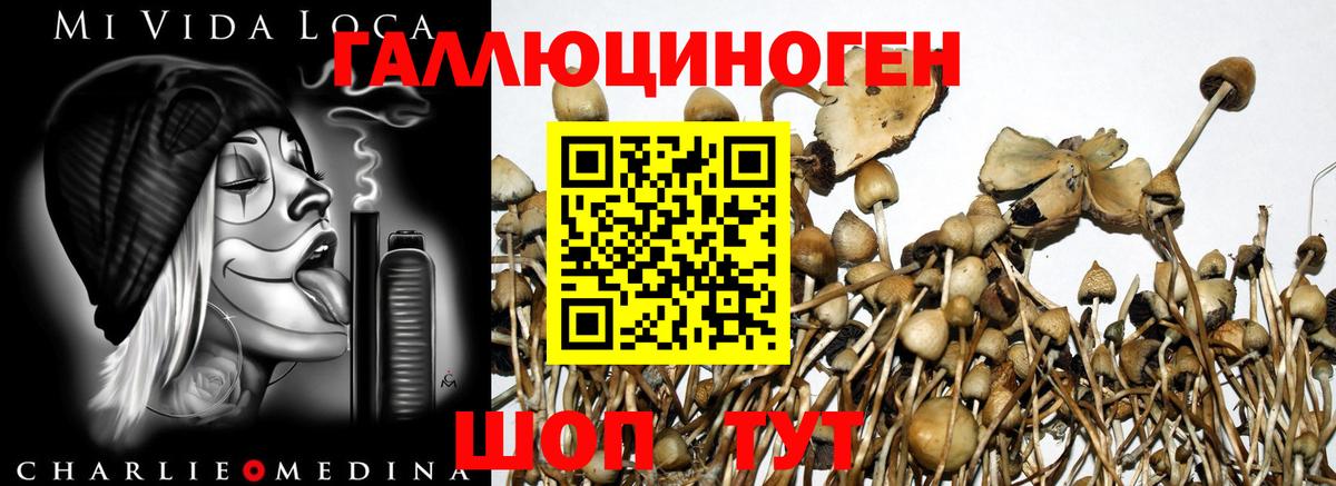 Псилоцибиновые грибы мицелий Сочи